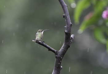 Rainy Day Perch