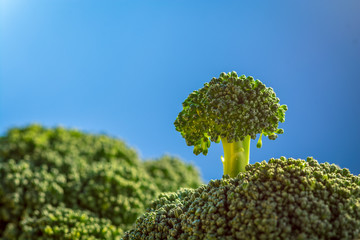 loan broccoli on hills