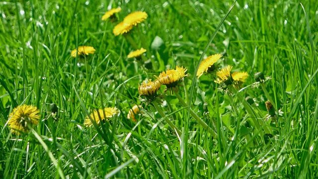 Irish daisy or Taraxacum campylodes, yellow flower of young dandellion in lush grass macro shot low angle shot, natural color grading.