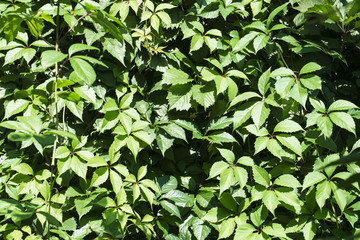Obraz premium Background of green leaves of wild grapes