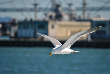 Fototapeta na wymiar A sea gull over the bay