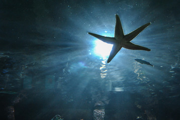 Fototapeta premium Stafish's catching the sun