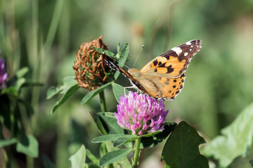 Butterfly Painted lady collects nectar from a clover flower (Vanessa cardui)