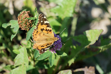 Butterfly Painted lady collects nectar from a clover flower (Vanessa cardui)