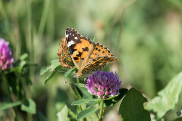 Fototapeta na wymiar Butterfly Painted lady collects nectar from a clover flower (Vanessa cardui)