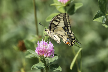 Common yellow Swallowtail collecting nectar from a red clover flower (Papilio machaon)