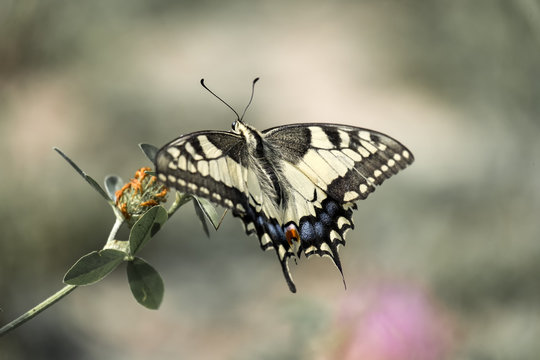 Butterfly common yellow Swallowtail (Papilio machaon)