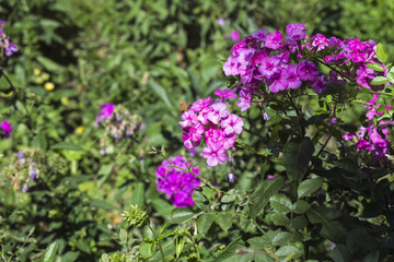 Flowers of magenta phlox in the garden (Phlox paniculata)