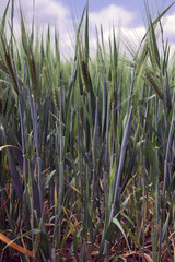 Green spikelets of barley in the field (Hordeum vulgare)