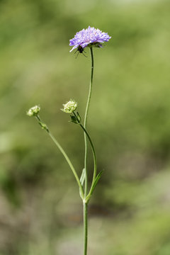 Field scabious flower (Knautia arvensis)