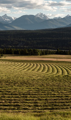 Hay field and Purcell Mountain Range at sunset in Canada