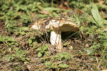 Stinking Brittlegill. Conditionally edible mushroom known as the stinking russula (Russula foetens)