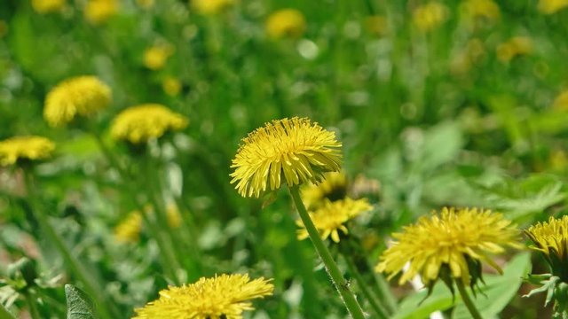 Macro footage of Dandelion Taraxacum campylodes, yellow flower of young dandellion in lush grass shaking on wind pull focus shot
