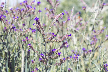 Blue flowers of common bugloss in a meadow (Anchusa officinalis)