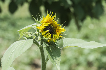 Bright yellow sunflower on a green background (Helianthus annuus)
