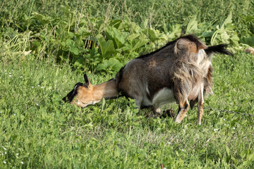 Brown domestic goat kneels and eats grass (Capra aegagrus hircus)