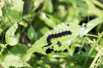 Caterpillar butterfly peacock eagerly devours leaves of nettle (Aglais io)