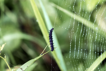 Caterpillar of a butterfly peacock crawls on a cobweb (Aglais io)
