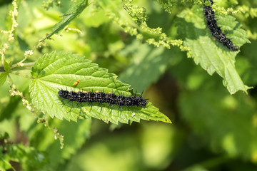 Caterpillar of peacock butterfly eats the leaves of the nettle (Aglais io)
