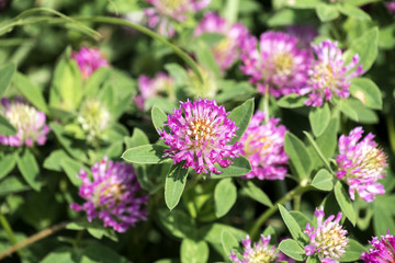 Flowering red clover clover in a meadow (Trifolium pratense)