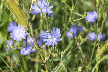Flowers of Common chicory. Blue daisy flowers on a meadow (Cichorium intybus)