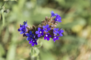 Obraz premium Inflorescence of blue alkanet flowers (Anchusa officinalis)