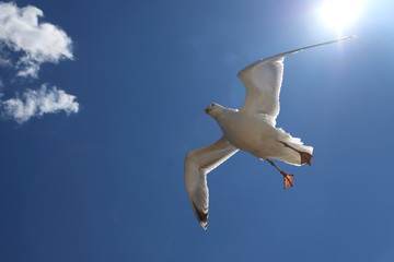 Seagulls following the ships for food