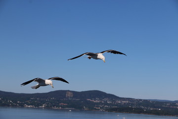 Seagulls following the ships for food