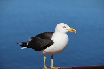 Seagulls following the ships for food