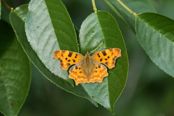 Orange comma butterfly sitting on cherry leaves (Polygonia c-album)