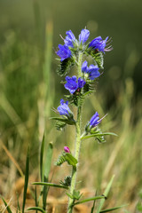 Pink and purple viper's bugloss flowers (Echium vulgare)