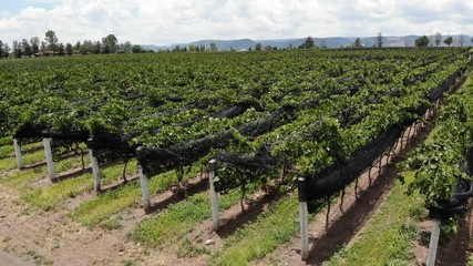 Fototapeta na wymiar aerial shot of vineyards, cultivation of grapes for winemaking