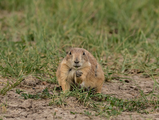 Chubby Groundhog Face in Field