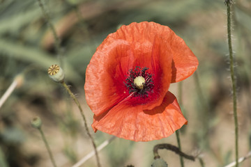 Red poppy flower close-up (Papaver rhoeas)