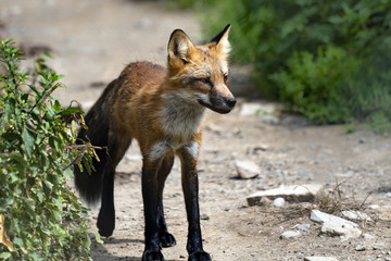 Fototapeta premium Red fox portrait.