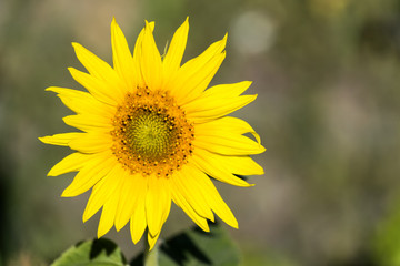 Sunflower flower on blurred background