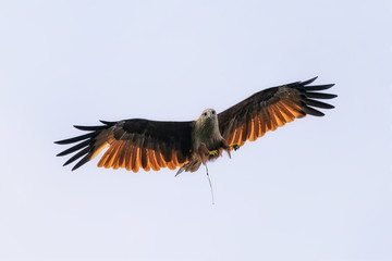 Fototapeta na wymiar Red Hawk shit while flying in the sky