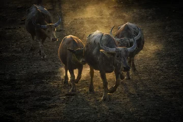 Gordijnen Herd of buffalo walk dawn from slope in evening light © NuttKomo