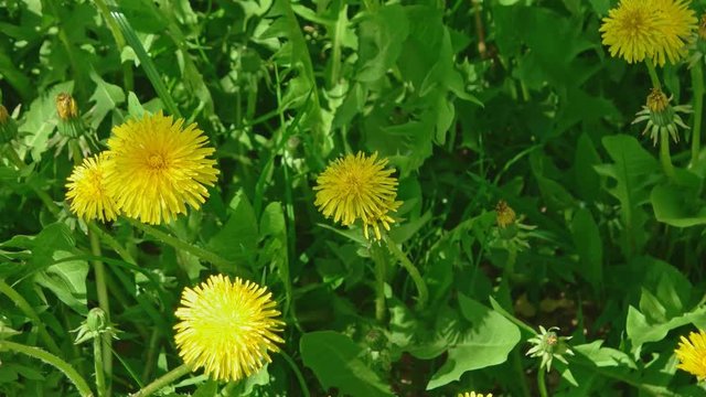 Many young yellow dandellion flowers in fresh grass above view macro footage