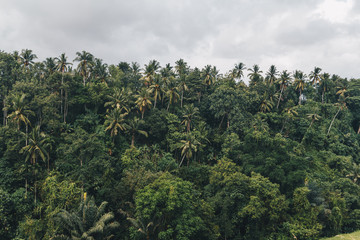 Bali  Ubud Ridge Walk