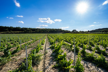 Fototapeta na wymiar Wine Vinyard in Languedoc Roussillon. Framce