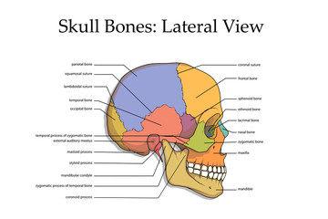 human skull, medical poster, anatomical medical chart poster human skull, skull bones, poster for training residents in medical schools, detailed description of human head, vector graphics to design