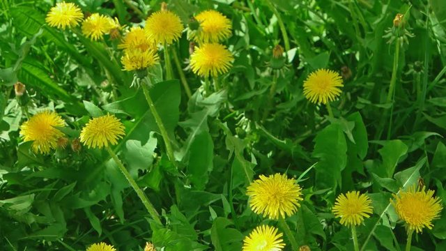 Above view Irish daisy or Taraxacum campylodes, yellow flower of young dandellion in lush grass macro shot low angle shot, natural color