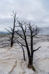 Fototapeta na wymiar Dry Trees in Volcanic Hot Springs
