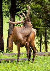 Fototapeta na wymiar Elk Reaches Back to Scratch Back
