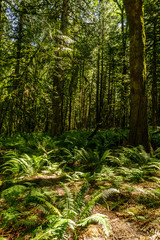 Green Rainforest in west Canada provincial park with fern.