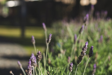 nature