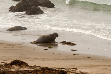Elephant Seals on the beach in California
