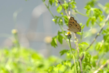 The Lemon Pansy butterfly