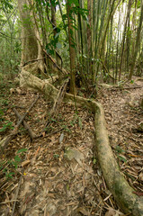 Khao Sok N.P.